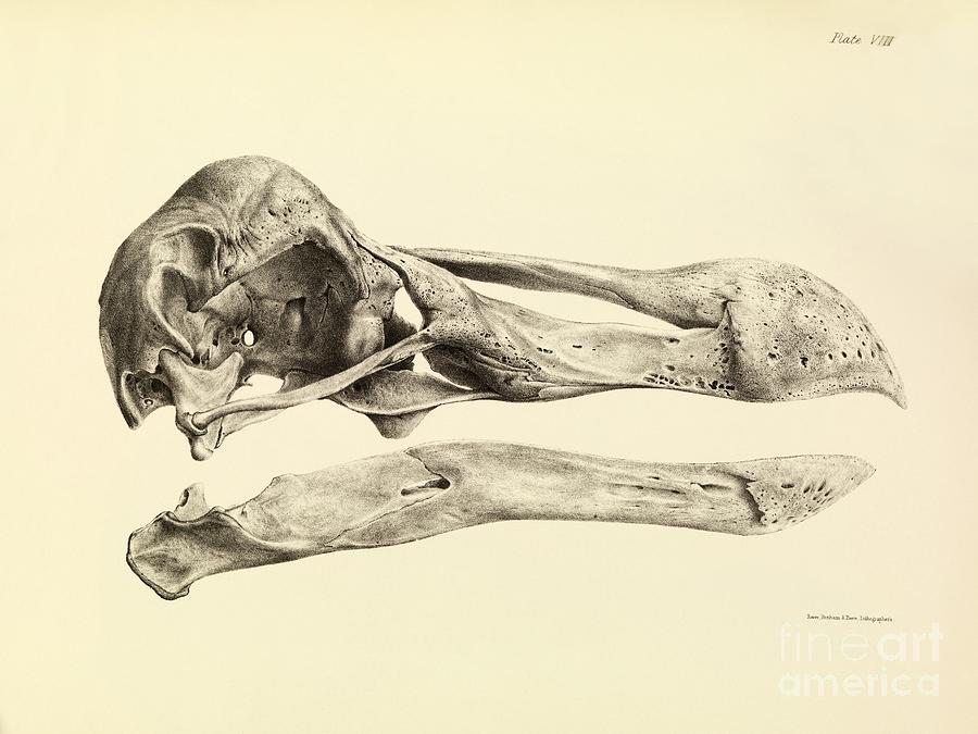 Skull Of A Dodo, 1848 Artwork Photograph by Royal Institution Of Great Britain