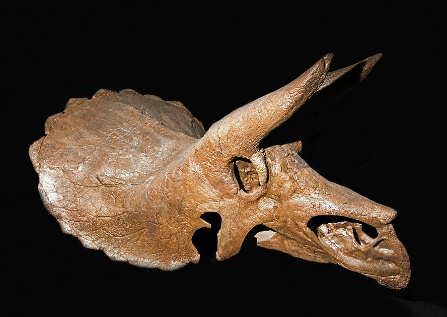 Skull Of A Juvenile Triceratops Photograph by Millard H. Sharp