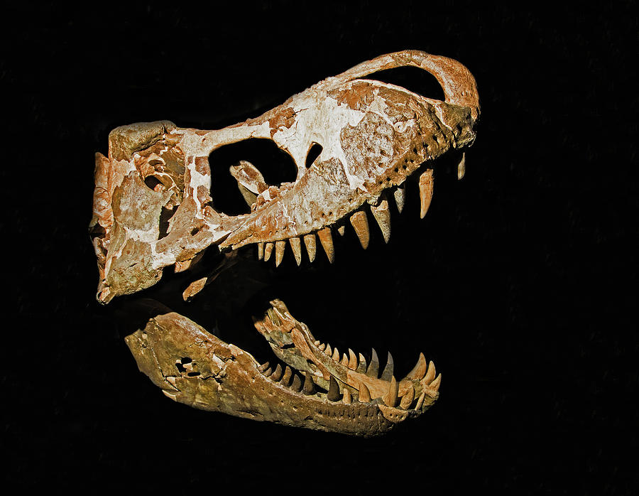 Skull Of A Mature Adult Tyrannosaurus Photograph by Millard H. Sharp