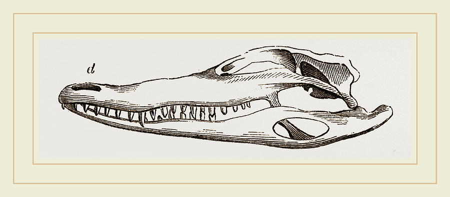 Crocodile Drawing - Skull Of Crocodile And Caiman by Litz Collection