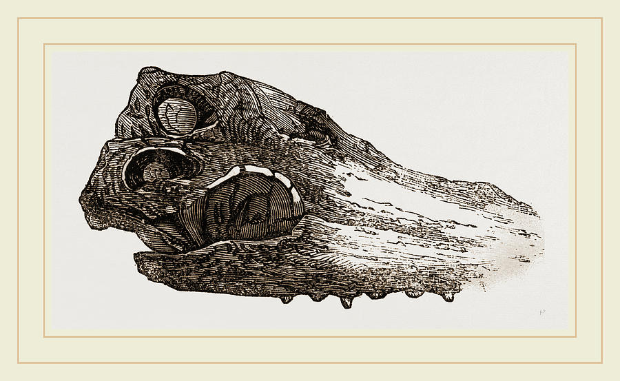 Nature Drawing - Skull Of Crocodile Fossil by Litz Collection