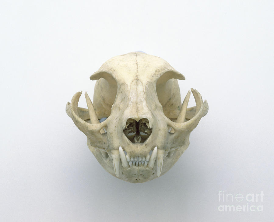 Skull Of Domestic Cat Felis Catus Photograph by Colin Keates / Dorling Kindersley / Natural History Museum, London