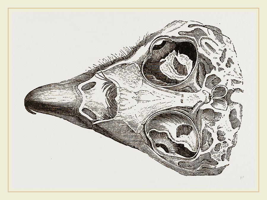 Skull Of Eagle Drawing by Litz Collection Fine Art America