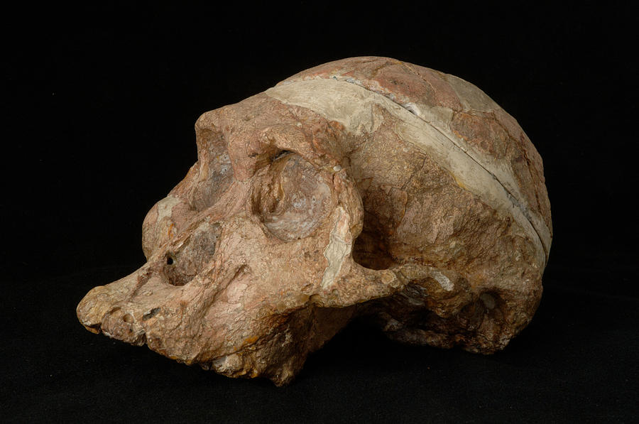 Skull Of Mrs Ples, Australopithecus Photograph by Philippe Plailly/Eurelios