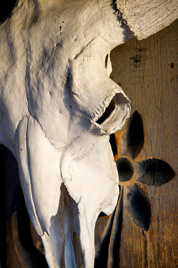 Skull on Door Photograph by Mary Lee Dereske