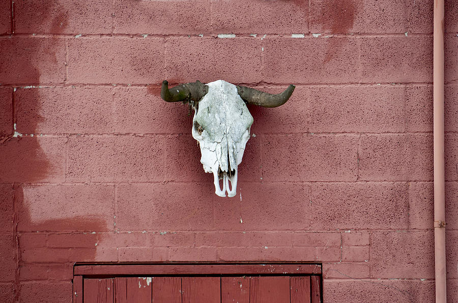 Skull on Red Photograph by Ross Powell