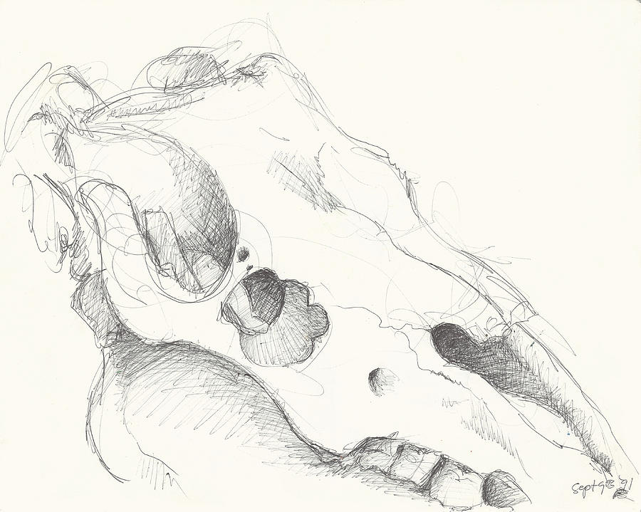 Skull study 1 Drawing by Melinda Dare Benfield