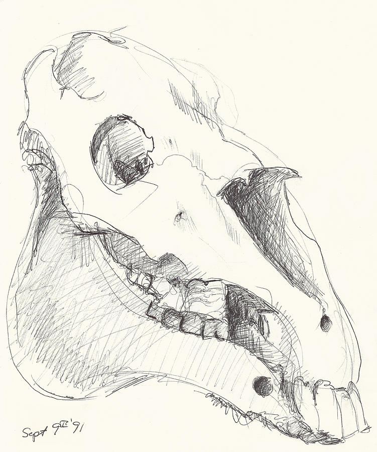 Skull Study 2 Drawing by Melinda Dare Benfield