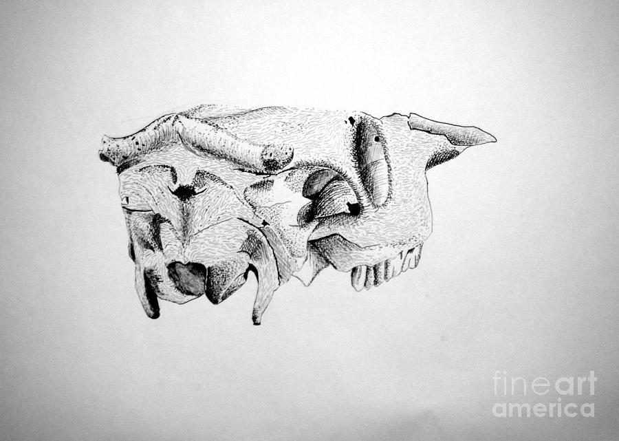 Skull Drawing by Tamir Barkan