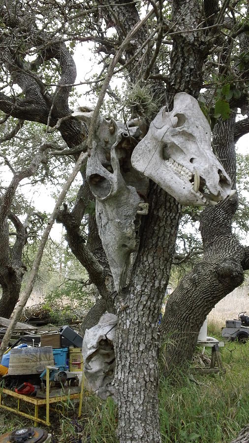 Skull Photograph - Skull Tree by Chris Melaga