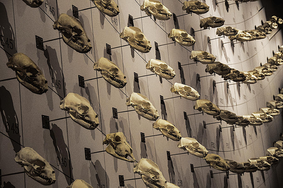 Skull Wall Photograph by Garry Gay