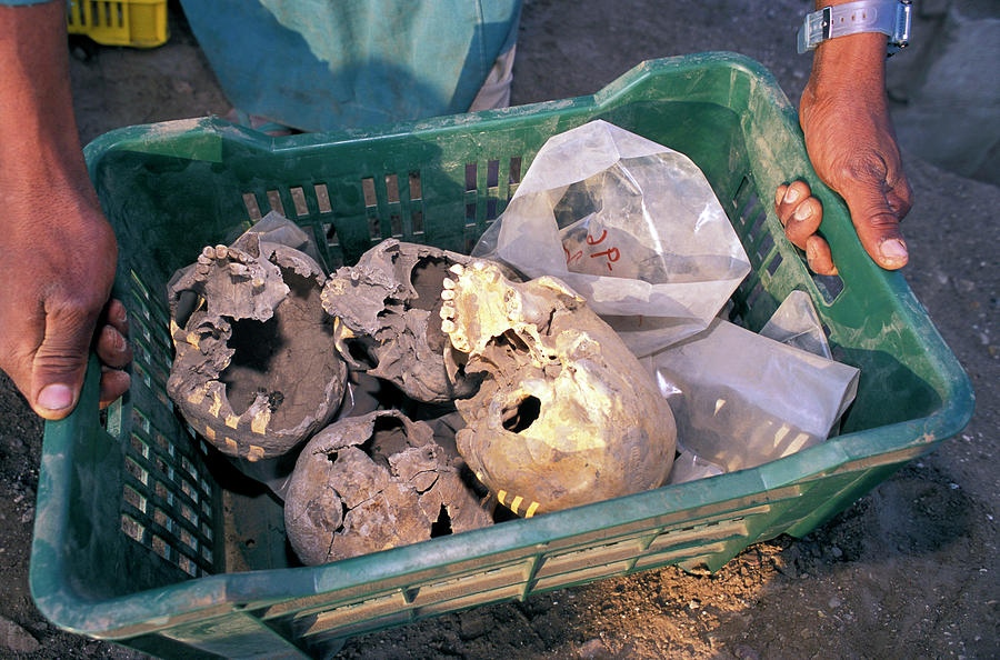 Bone Photograph - Skulls Excavated From Al-fustat by Pascal Goetgheluck/science Photo Library Bone Photograph - Skulls Excavated From Al-fustat by Pascal Goetgheluck/science Photo Library