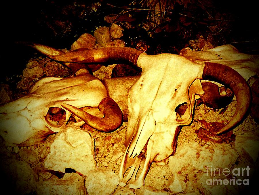 Skulls in Sepia Photograph by Desiree Paquette