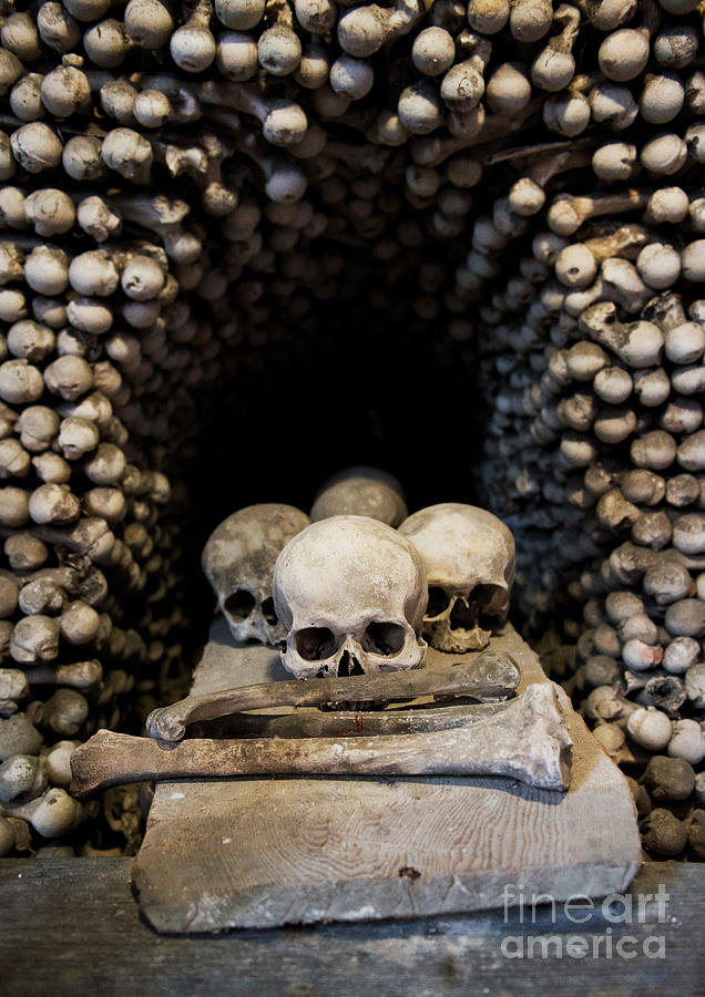 Skulls Photograph by Jaroslaw Blaminsky