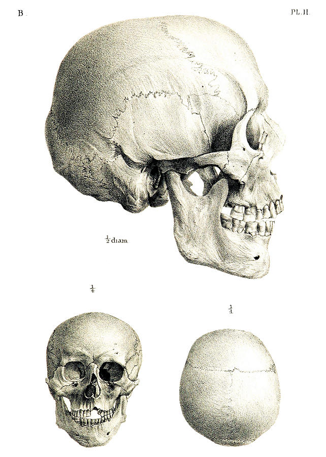 Skull Photograph - Skulls by John Cardamone