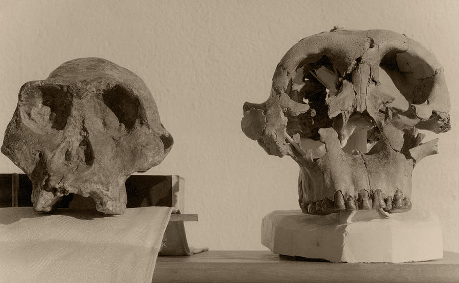 Skulls Of Australian Aborigines Photograph by Des Bartlett