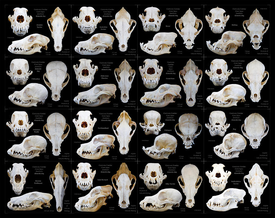 Skulls Of Various Dog Breeds Digital Art by Alex Surcica