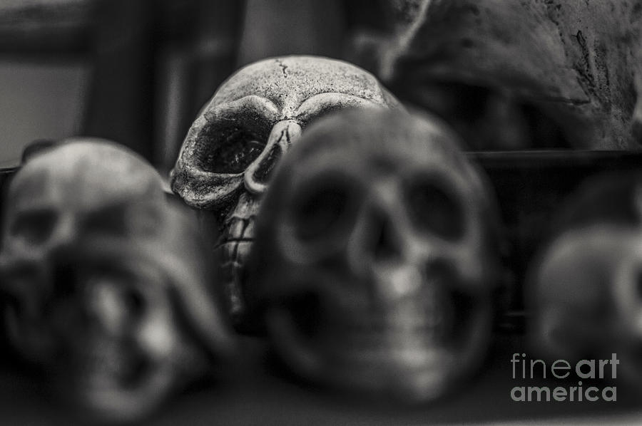 Skulls Selective focus Photograph by Daya Tom