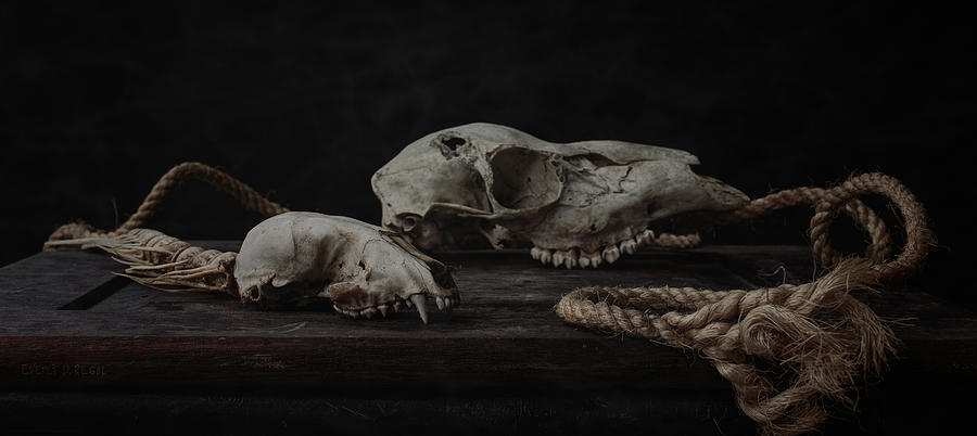 Skulls with Rope Photograph by Everet Regal