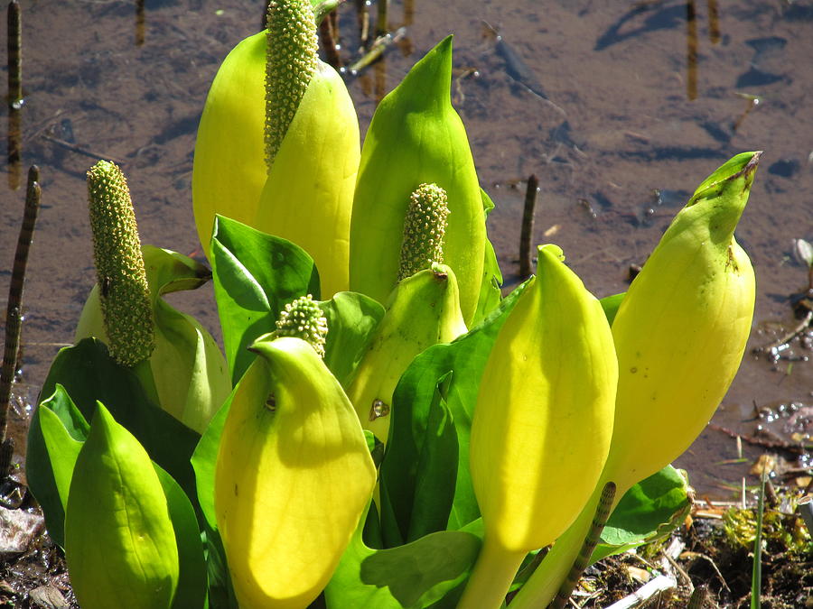 Skunk Cabbage Photograph - Skunk Cabbage by Alfred Ng