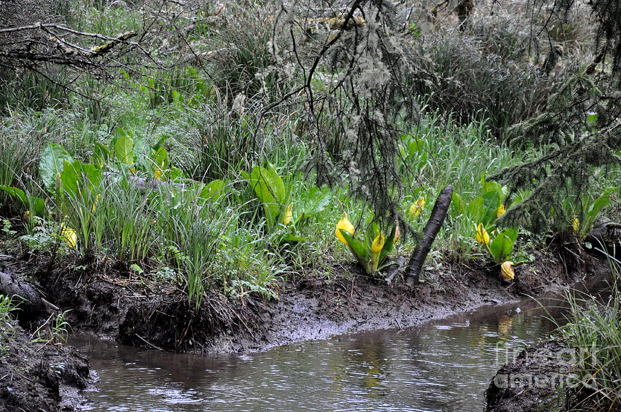 Skunk Cabbage Blooming in Washington State Forest  2 Photograph by Tatyana Searcy