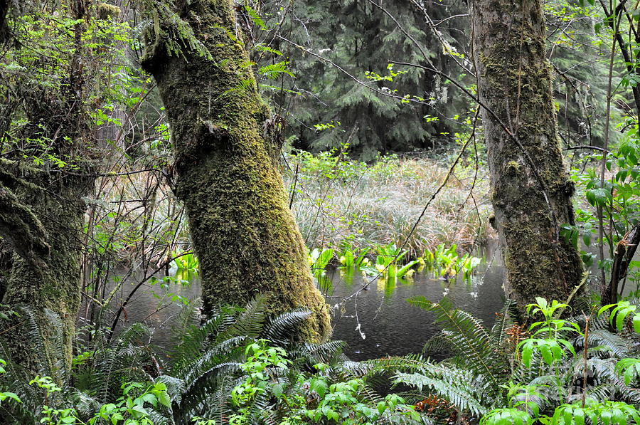 Skunk Cabbage Blooming in Washington State Forest  3 Photograph by Tatyana Searcy
