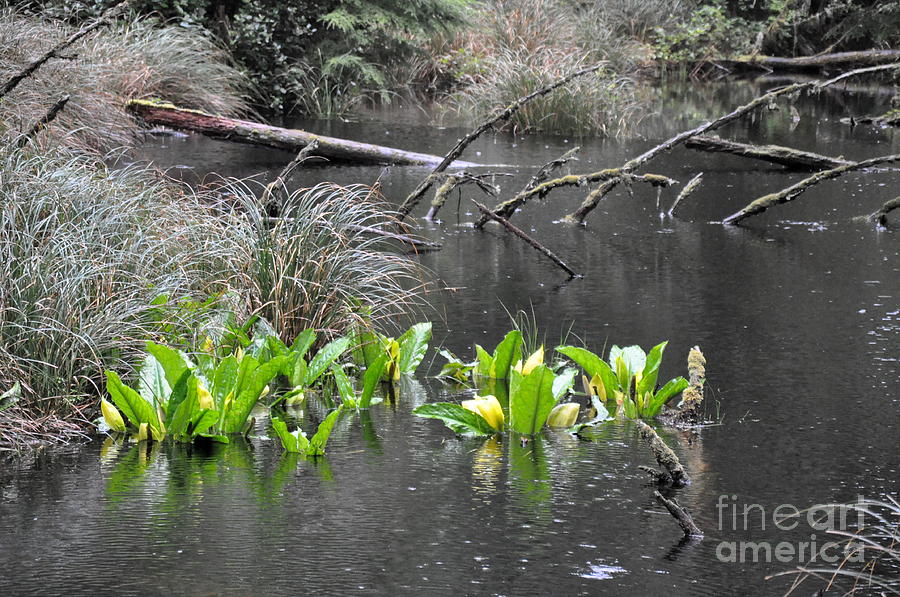Skunk Cabbage Blooming in Washington State Forest  4 Photograph by Tatyana Searcy