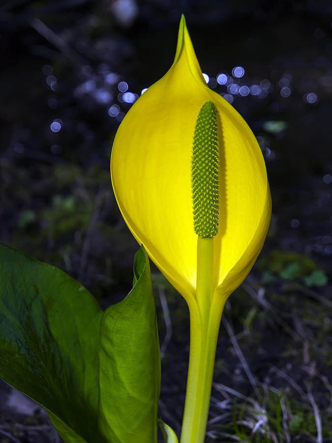 Skunk Cabbage Blossom Photograph by Derek Holzapfel | Fine Art America