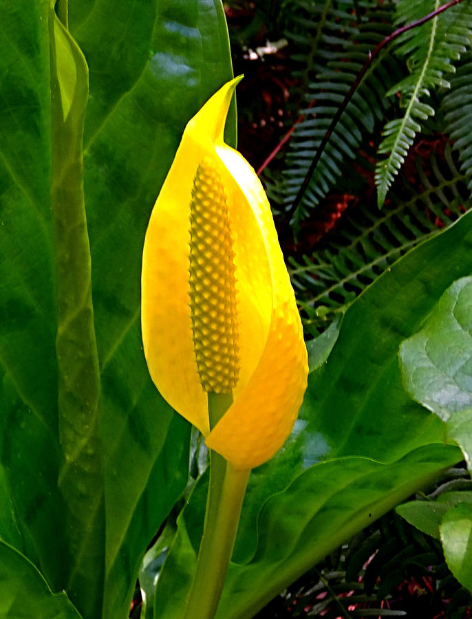 Skunk Cabbage Blossom Photograph by Nick Kloepping