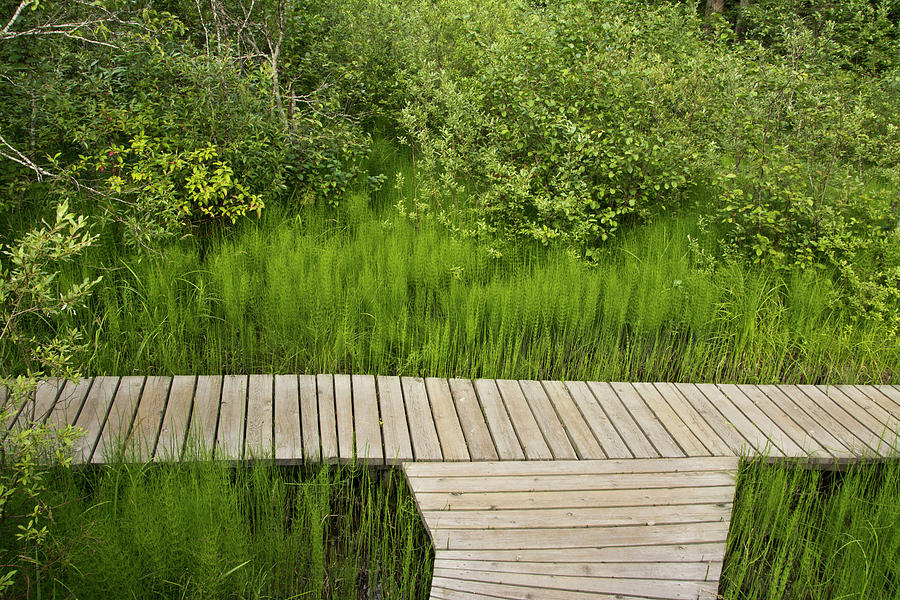 Skunk Cabbage Boardwalk, Revelstoke Photograph by Michel Hersen