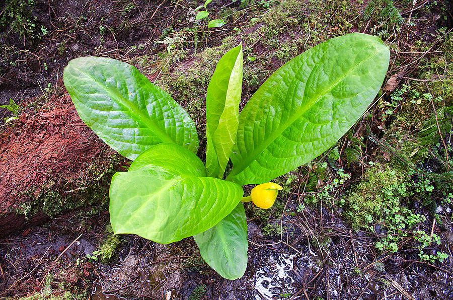Skunk Cabbage Photograph by Jon Exley