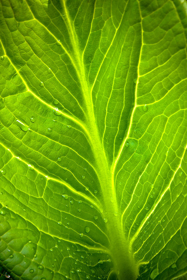 Skunk Cabbage Leaf With Water Drops Photograph by Jeff Sinon