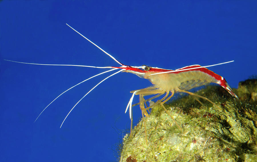 skunk cleaner shrimp