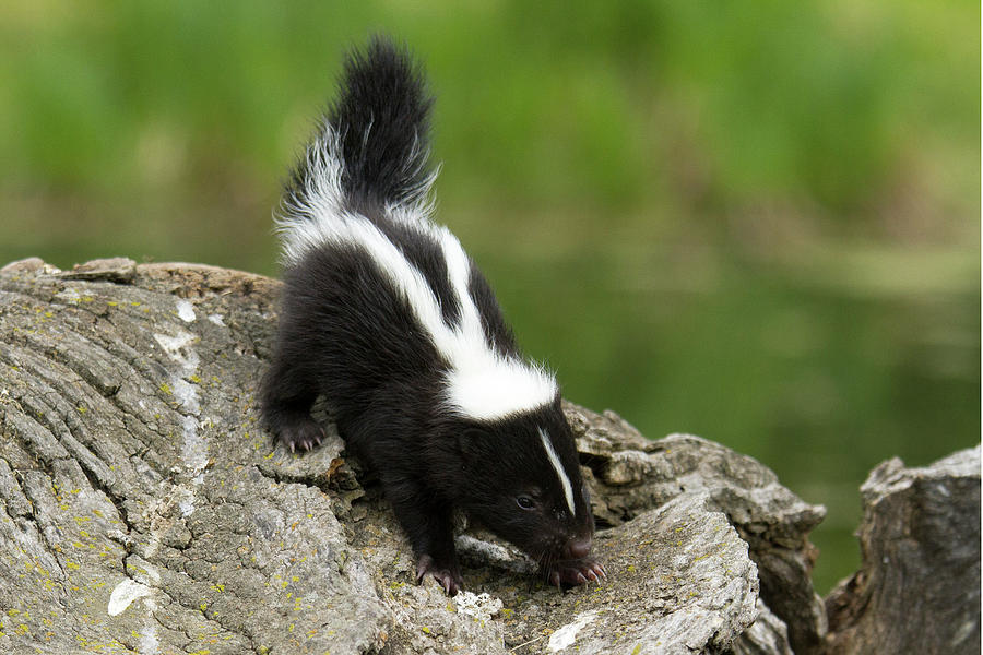 Skunk Kit Mephitis Mephitis On A Log Photograph by Debbie Dicarlo