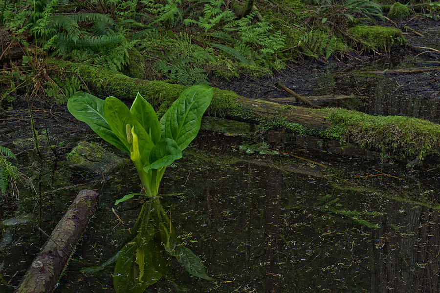 Nature Photograph - Skunk Weed Cabbage in the Pond by Paul W Sharpe Aka Wizard of Wonders