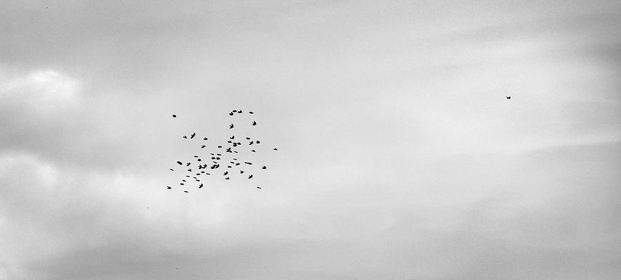 Black And White Photograph - Sky and birds Study III by Guido Montanes Castillo