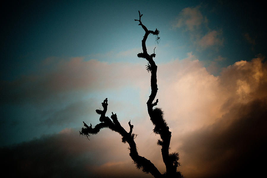 Nature Photograph - Sky and old tree by Raimond Klavins