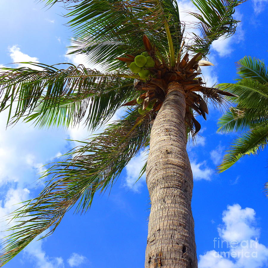Coconut Photograph - Sky and the coconut tree by Juan Jiang