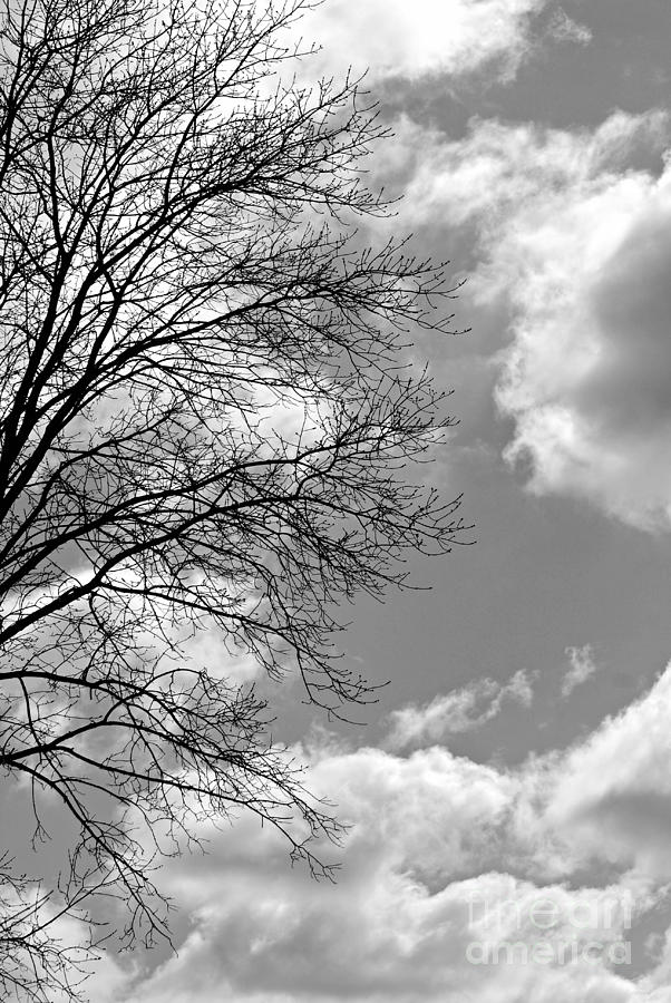 Sky and Tree Photograph by Lila Fisher-Wenzel