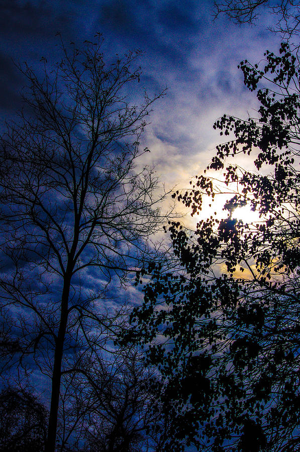 Sky and trees Photograph by Gerald Kloss