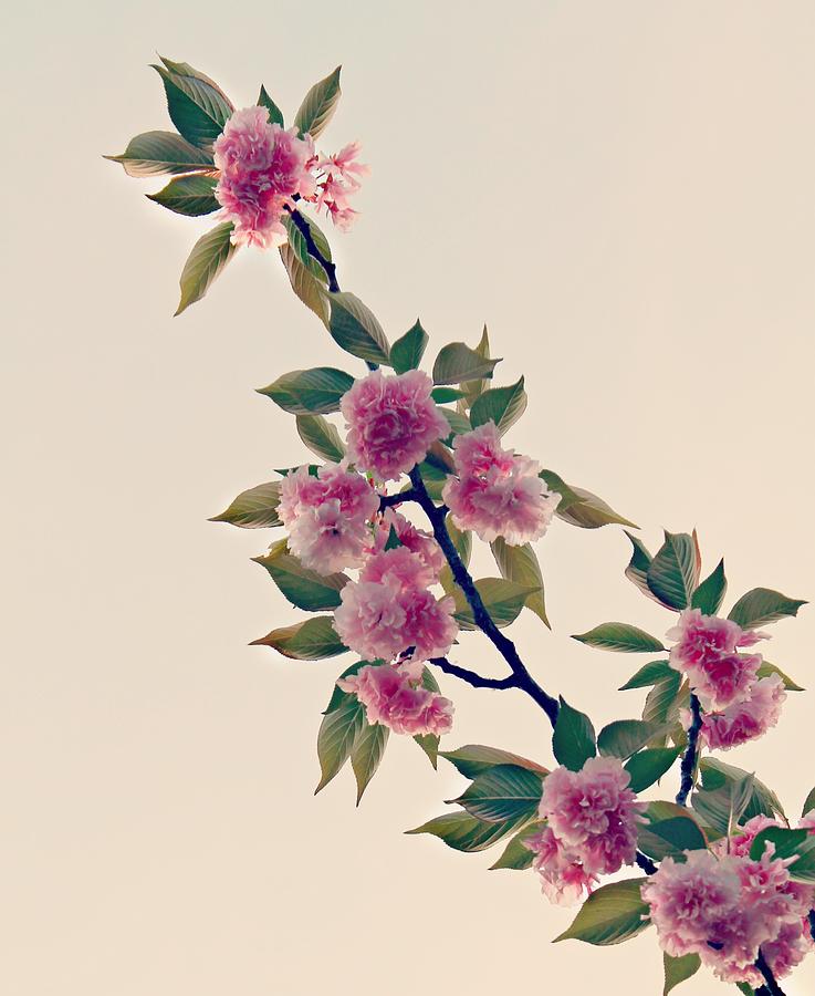 Sky Photograph - Sky Bloom by Candice Trimble Sky Photograph - Sky Bloom by Candice Trimble