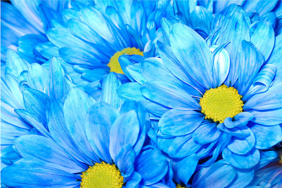Sky Blue Blossoms Photograph by Elaine Goss