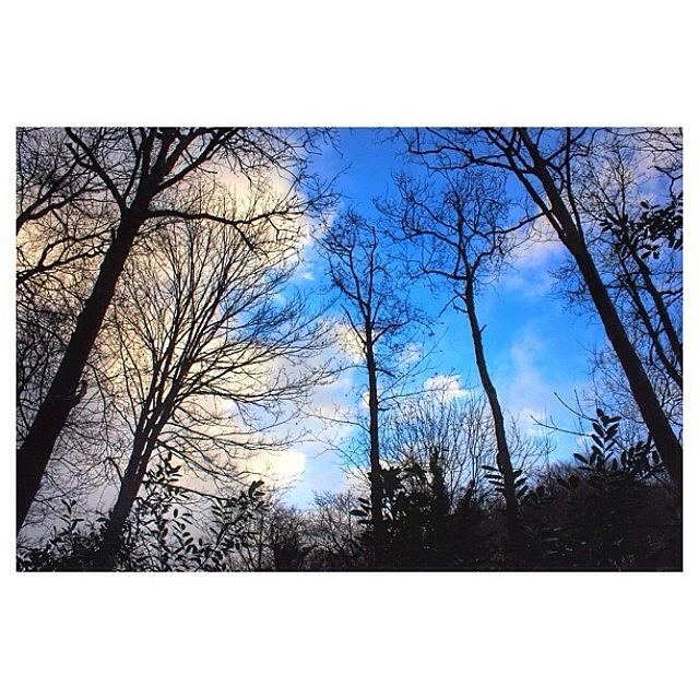 Spring Photograph - #sky #blue #trees #spring #woods by Ross Mc Laughlin