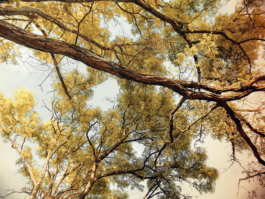Sky Branches Gold Photograph by Laurie Tsemak
