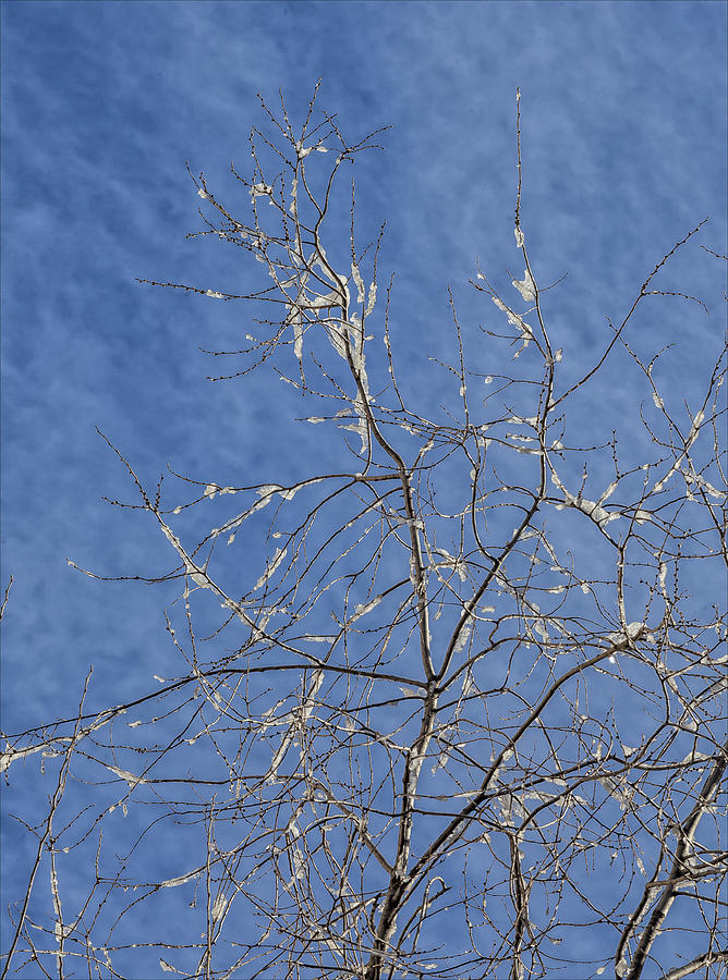 Sky Clouds Branches and Ice Photograph by Robert Ullmann