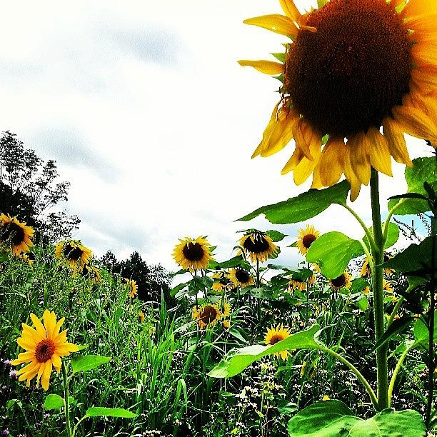 Summer Photograph - #sky #clouds #sunflowers by Bret Boyd