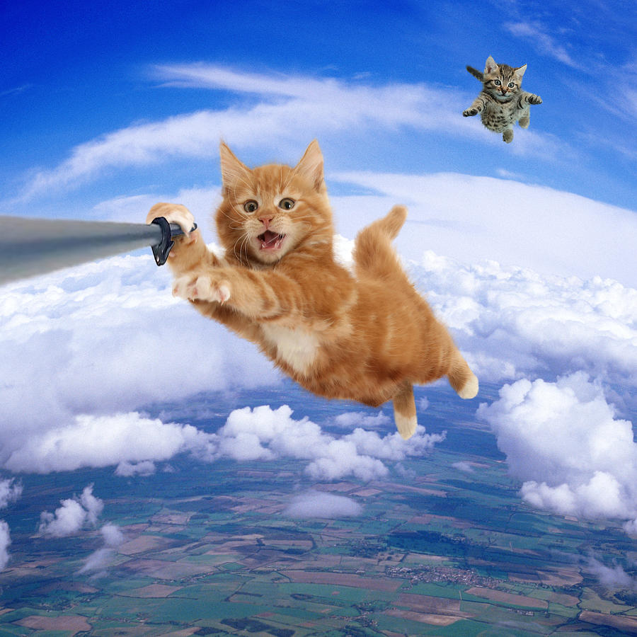 Sky Diving Cat Selfie Photograph by Mark Taylor