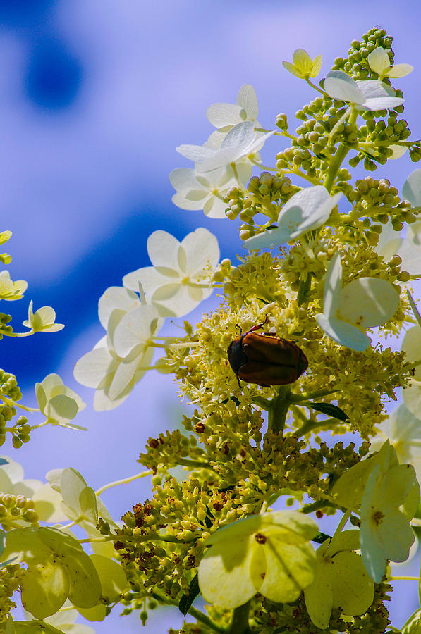 Sky Flower Photograph by Gerald Kloss