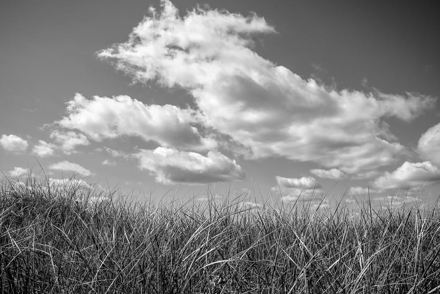 Sky Grass Photograph by Frank Winters