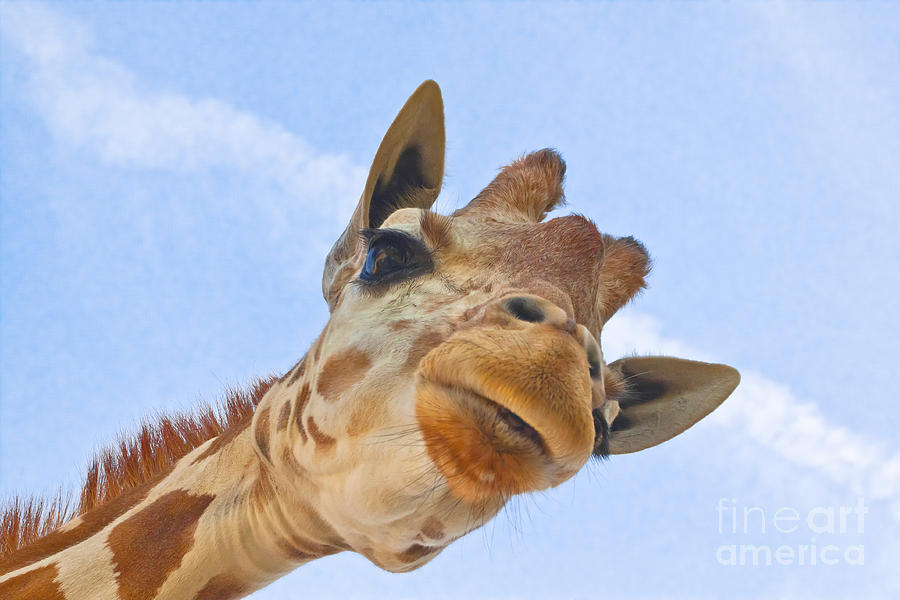 Sky High Giraffe Photograph by Robert Frederick